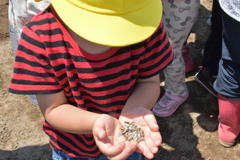 園児の男の子が、ヒマワリの種を両手で大切そうに持っている写真 園児の男の子が、ヒマワリの種を両手で大切そうに持っている写真