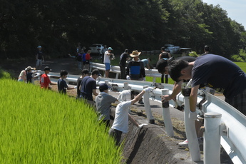 ガードレールにペンキで塗り替えをする高校生たちの写真(全景)