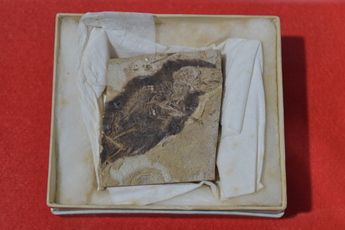 ヒメネズミの化石の写真