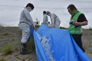 あゆ放流の写真