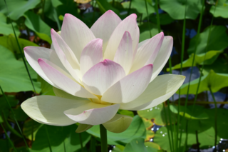 淡い黄色地に先がピンク色の花びらのハスの写真