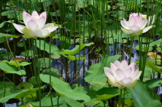 3輪の舞妃蓮の写真