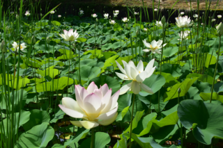 池に広がる舞妃蓮の写真