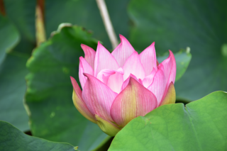 濃いピンク色のハスの花の写真