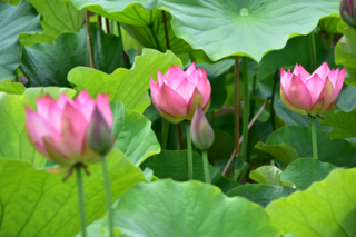 3輪の大賀ハスの写真