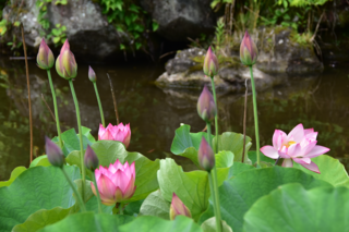 大賀ハスのつぼみの写真