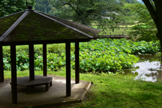 東屋から見た大賀ハスの写真