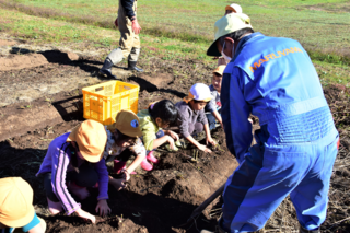 さつまいもの収穫体験をする園児たちの写真1