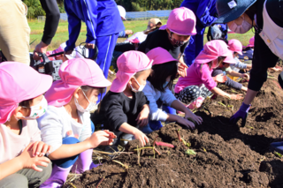 さつまいもの収穫体験をする園児たちの写真2
