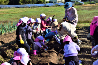 さつまいもの収穫体験をする園児たちの写真3