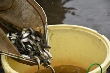 ホンモロコをバケツに移している写真 ホンモロコをバケツに移している写真