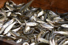 水揚げされたホンモロコの写真