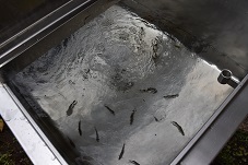 水槽に入れられたホンモロコの写真