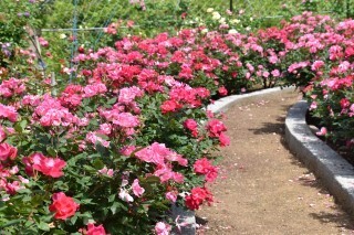 両側にピンクのバラが咲いている道の写真