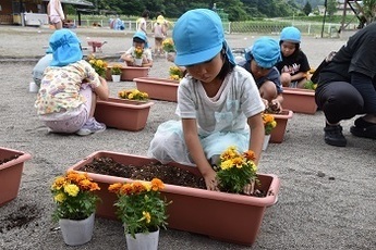 マリーゴールドを植える園児の写真