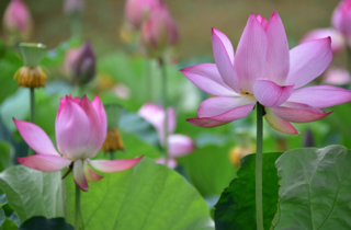 2輪の蓮の花の奥につぼみが写っている写真