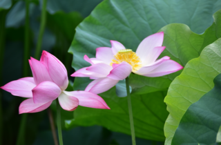 2輪の蓮の花の写真