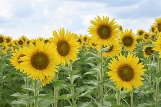 富山のひまわりの写真