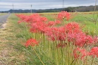 田んぼの脇に咲く彼岸花の写真