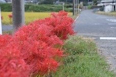 道路沿いに咲く彼岸花の写真
