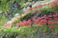 土手に咲く彼岸花の写真