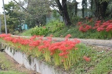 道路の両側に咲く彼岸花の写真