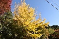 御前岩駐車場のイチョウの写真