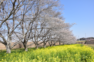 北向田の桜並木と菜の花の写真