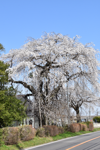 吉田観音寺のしだれ桜の写真