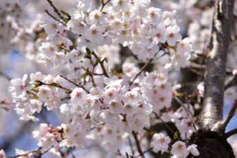 扇の館の桜の写真