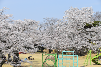 馬頭公園の桜の写真