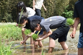 苗を植えていく小学生の写真1