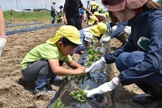 手助けされながらさつまいもの苗を植える園児の写真
