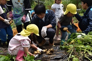ジャガイモの収穫をする園児と補助をする高校生の写真