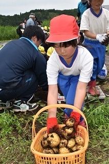 かごにジャガイモをを入れる小学生の写真