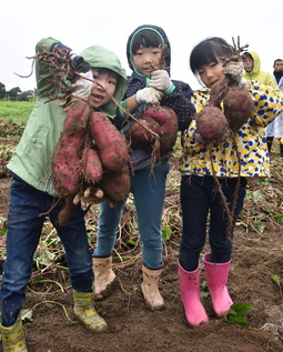 さつまいもを持つ園児たちの写真