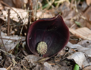 ザゼンソウの写真