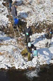 マスを放流している写真