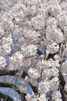 目線の高さの枝の、多くの桜が大きく写る写真