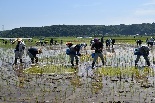 等間隔に手植えするのは、なかなか大変ですの写真