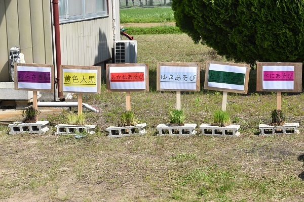 6種類の苗の写真