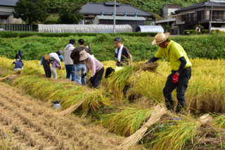棚田オーナークラブ稲刈りの写真1