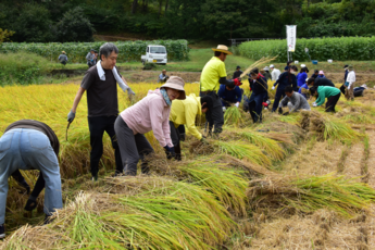 棚田オーナークラブ稲刈りの写真2