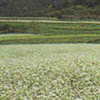 そば畑の写真