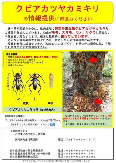 クビアカツヤカミキリ詳細パンフレット1
