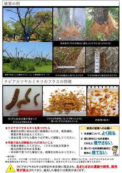 クビアカツヤカミキリ詳細パンフレット2