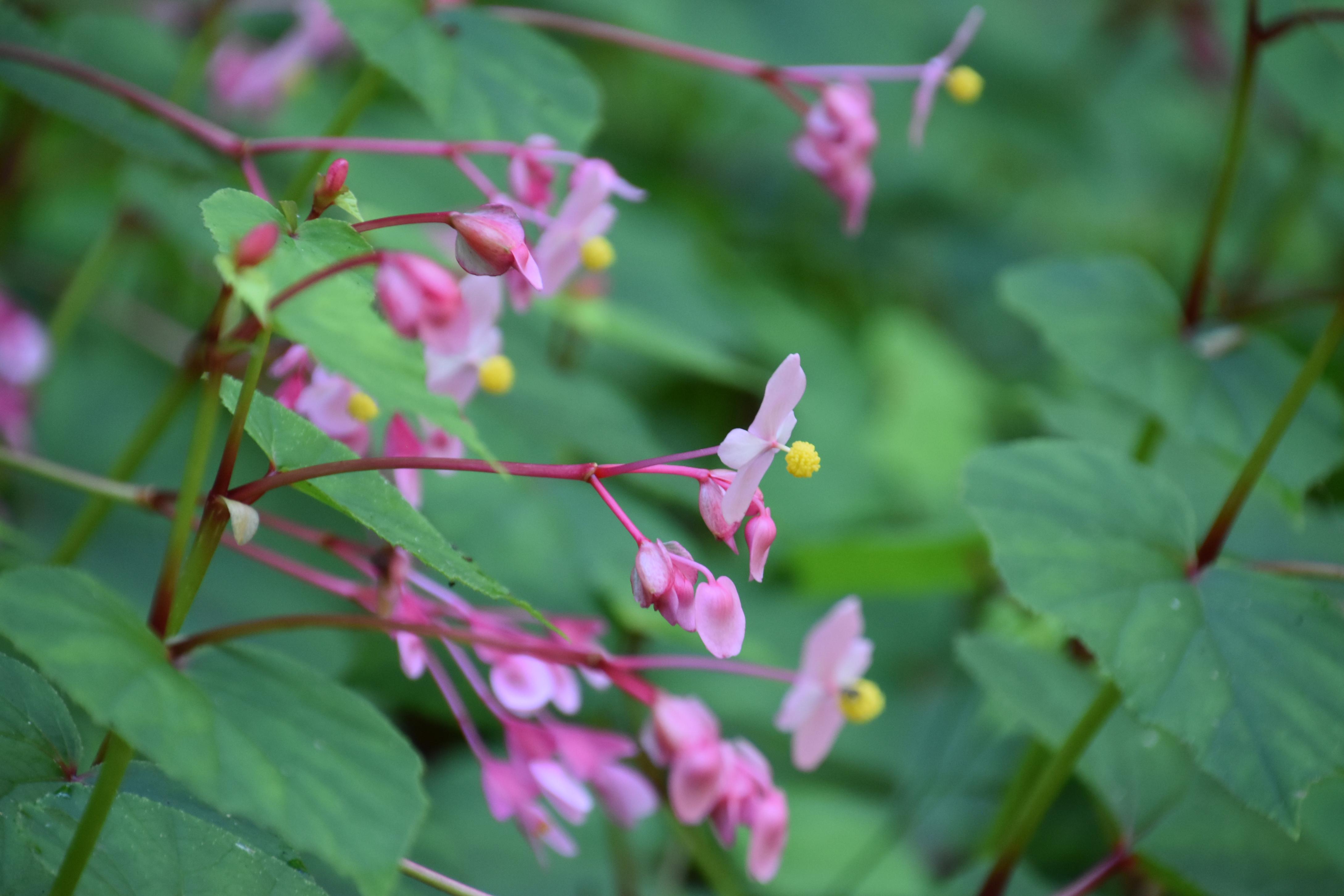 DSC_0062.JPG