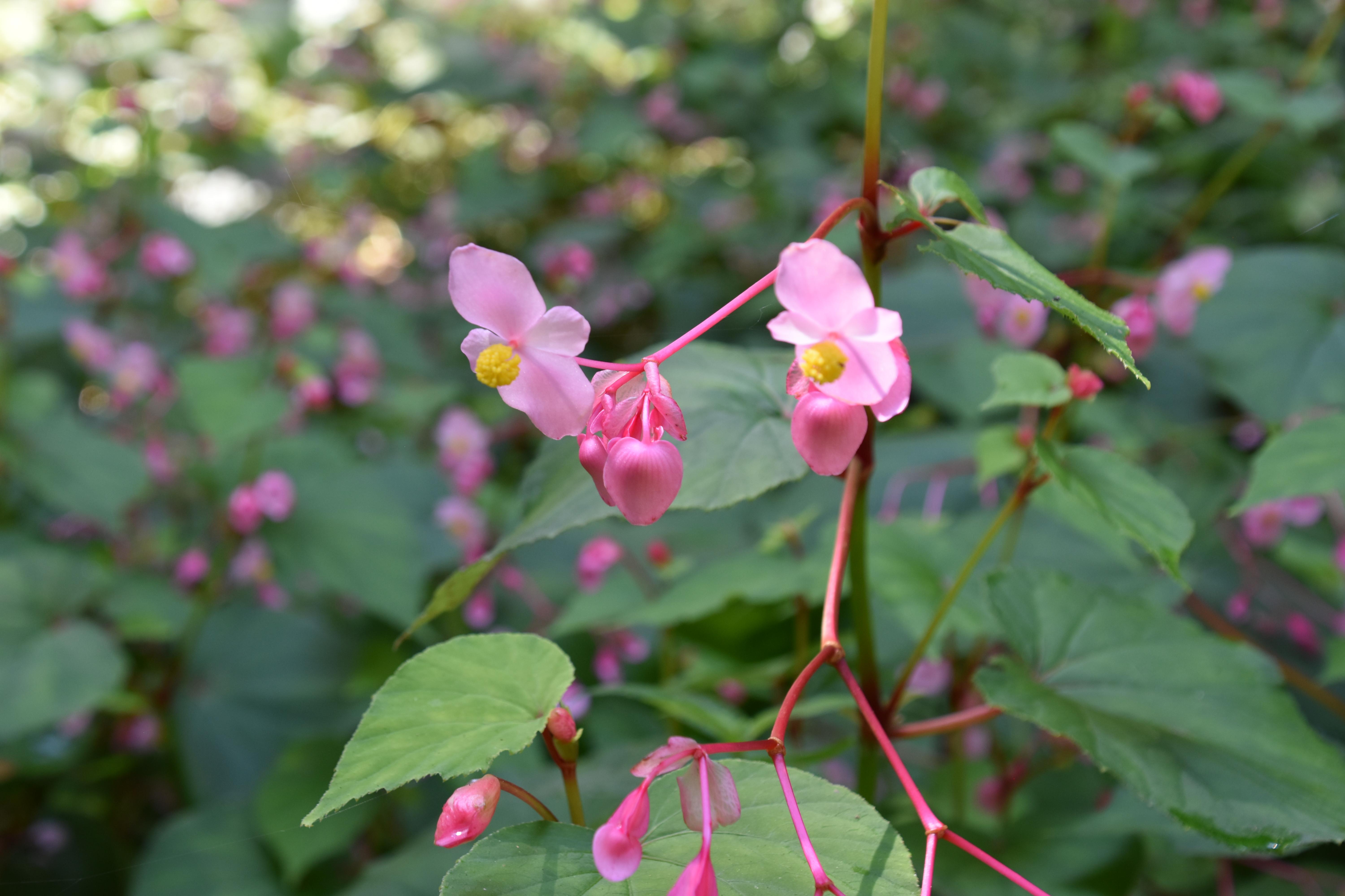DSC_0058.JPG