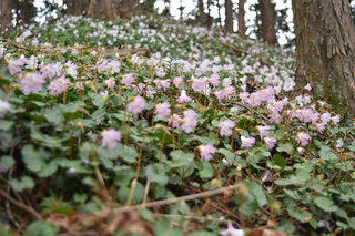 富山のイワウチワ