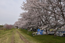 北向田の桜(４月９日）